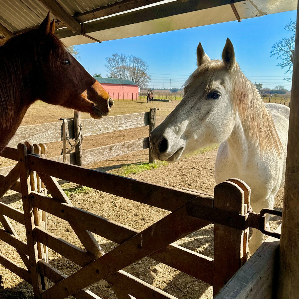 Cavalli in un’estancia della Pampa